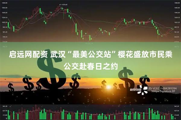 启远网配资 武汉“最美公交站”樱花盛放市民乘公交赴春日之约